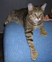 Mohkave-F3 American Lynx