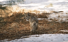 Yosemite Coyote