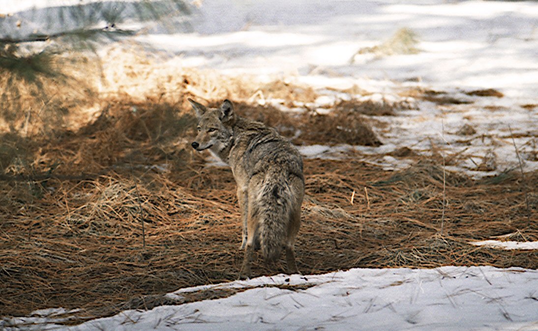 Yosemite Coyote