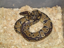 Juv. het albino ball