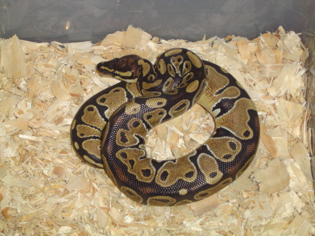 Juv. het albino ball