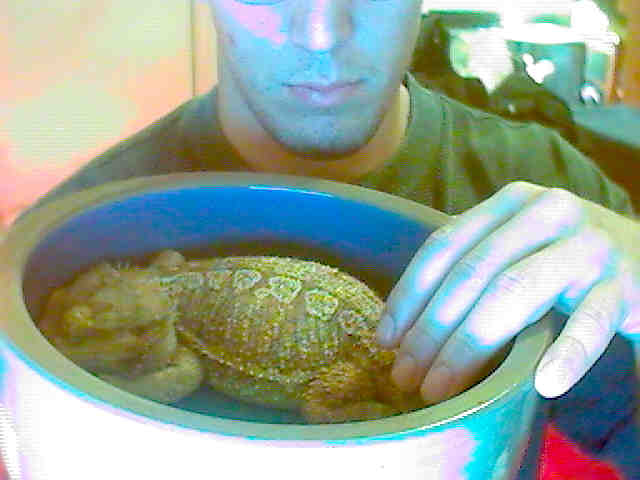 elvis in bowl