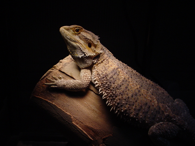 emma log