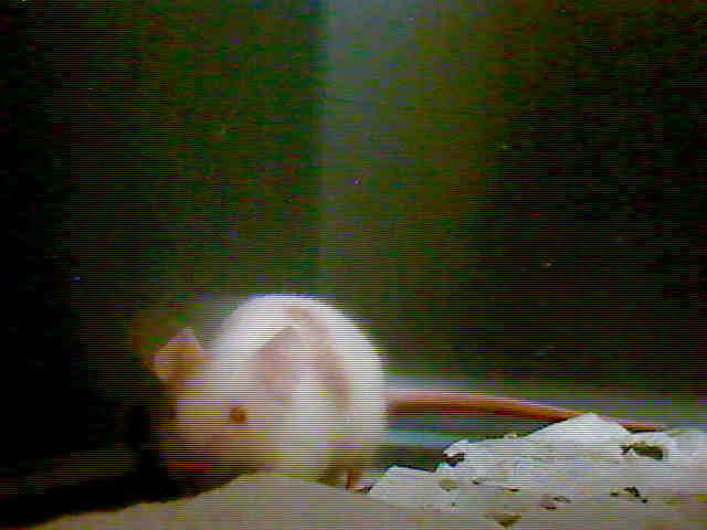 mouse