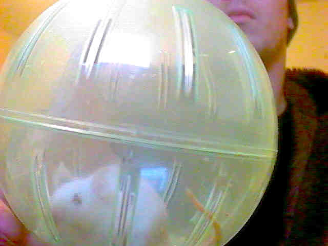 mouse ball