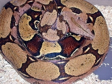 Suriname Redtail