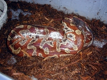 Deep Red Blood Python