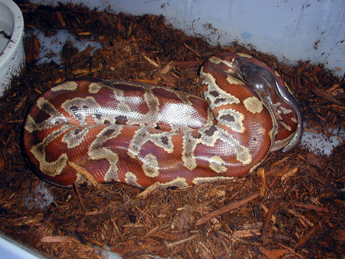 Deep Red Blood Python