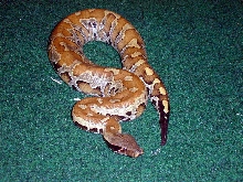 sumatran red blood