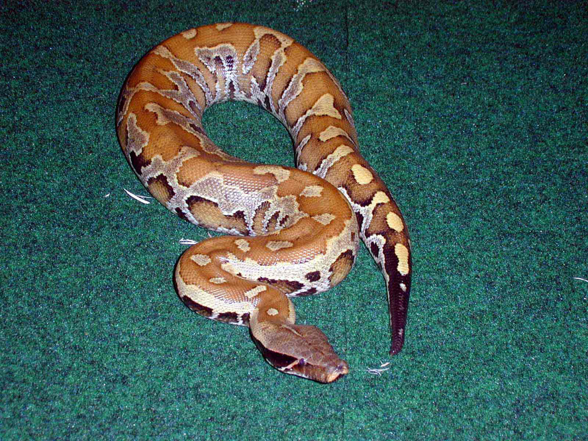 sumatran red blood