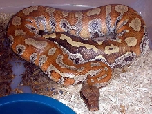sumatran red blood