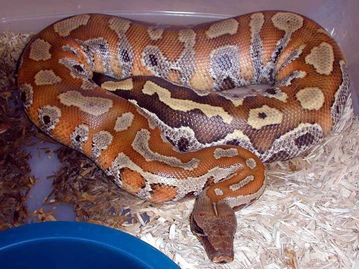 sumatran red blood