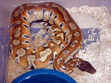 sumatran blood