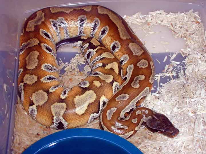 sumatran blood