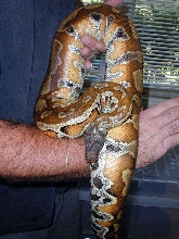 Sumatran Blood