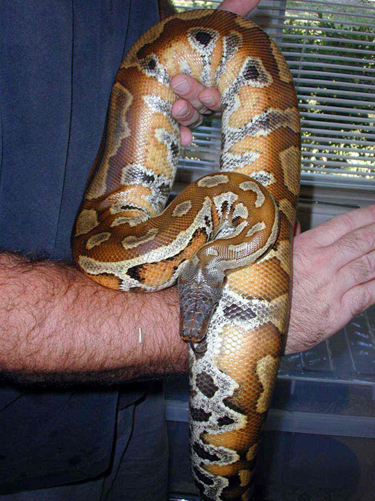 Sumatran Blood