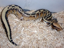 Striped Borneo Short Tailed Python