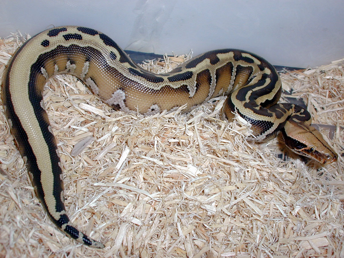 Striped Borneo Short Tailed Python