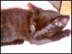kitten sleeping