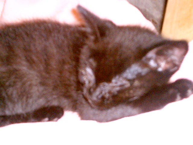 kitten sleeping