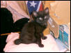american kitten