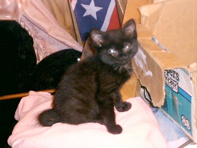 american kitten