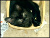 kitten in basket