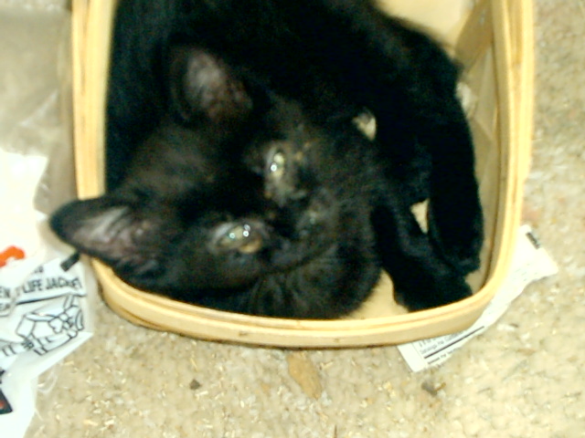 kitten in basket
