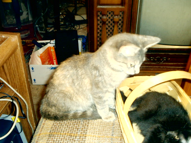 kittens at play