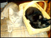 tired kittens