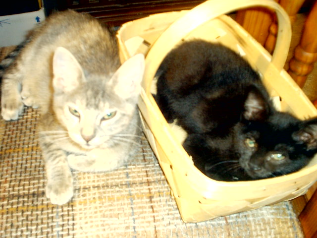 tired kittens