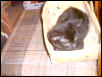 gothika the basket hogger