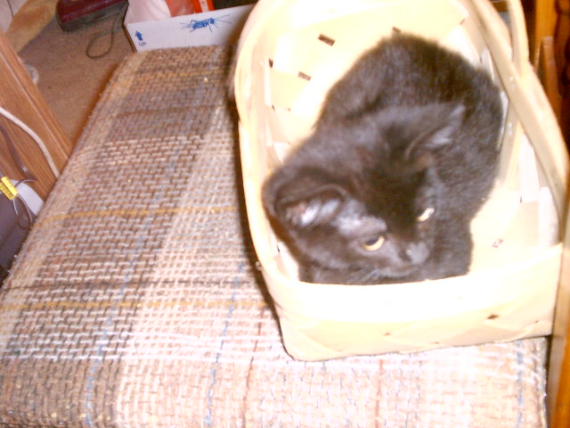 gothika the basket hogger