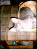 kitty kittys' turn for the basket