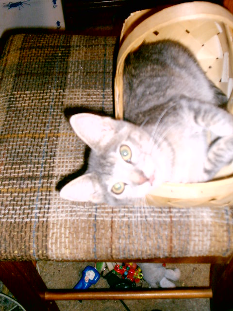 kitty kittys' turn for the basket