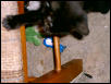 kittens at play again
