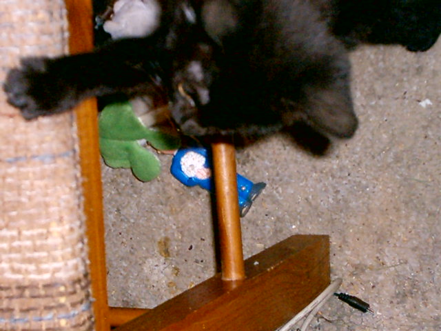 kittens at play again