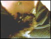 gothika1