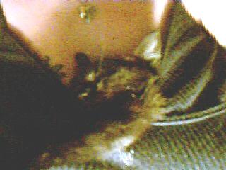 gothika1