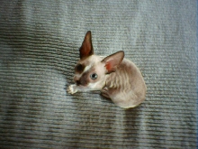 Sparky on the bed