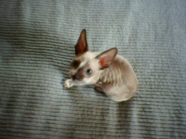 Sparky on the bed