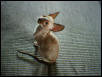 Sparky