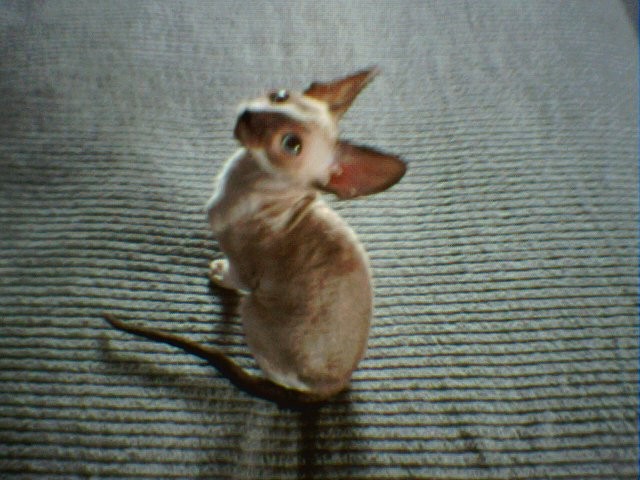 Sparky