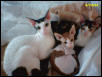 Yankee, Rusty and Minizzle