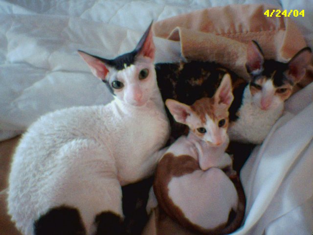 Yankee, Rusty and Minizzle