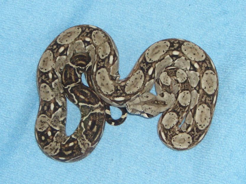 het for leopard