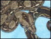 het for leopard