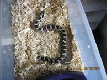 c.b. 2011 male southern hognose