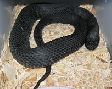 c.b. 2010 male eastern hognose