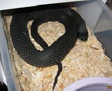 c.b. 2010 male eastern hognose